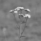 schwarz-weiße Wiesenschönheit