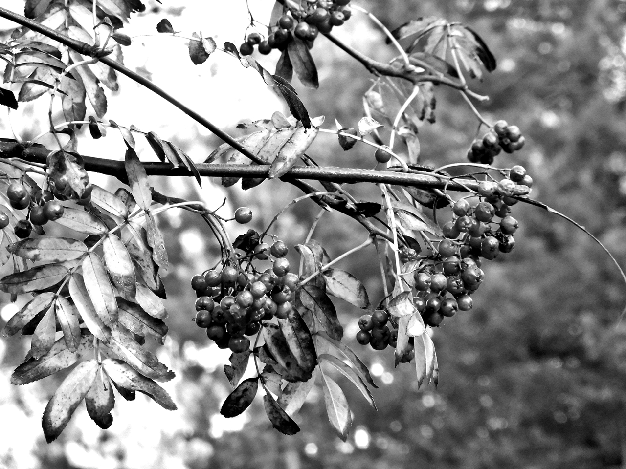 Schwarz/ weißer Freitag - Beeren