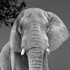 Schwarz-weisser Freitag: Elefanten Portrait