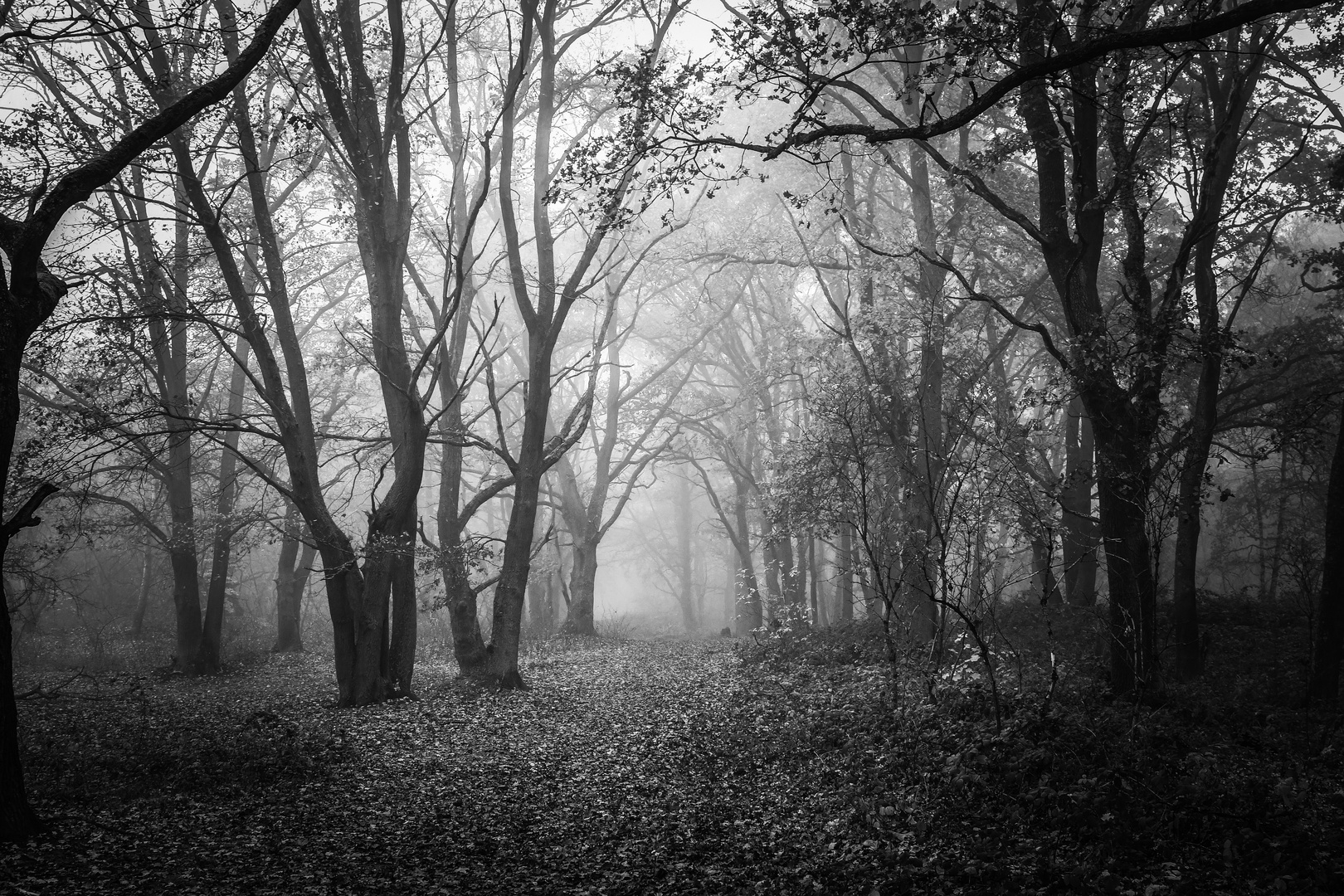 schwarz weißer Nebelwald