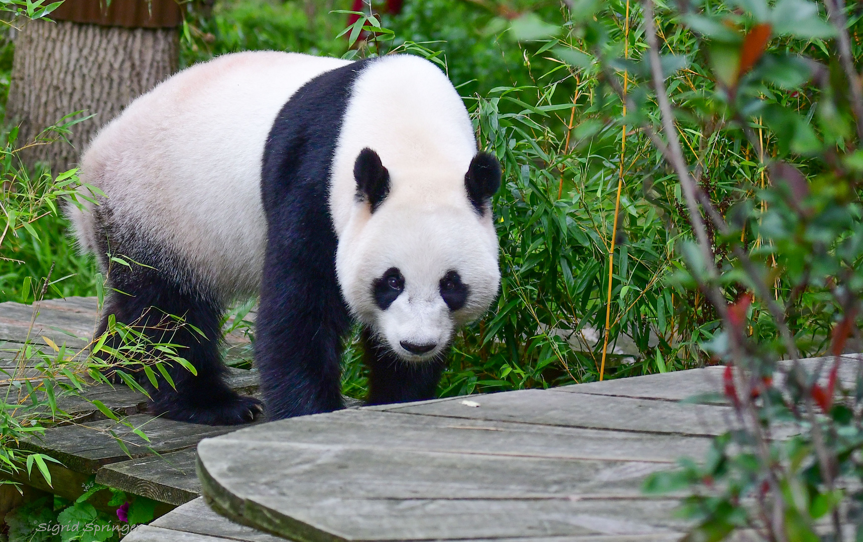 schwarz-weisser Panda