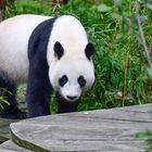 schwarz-weisser Panda