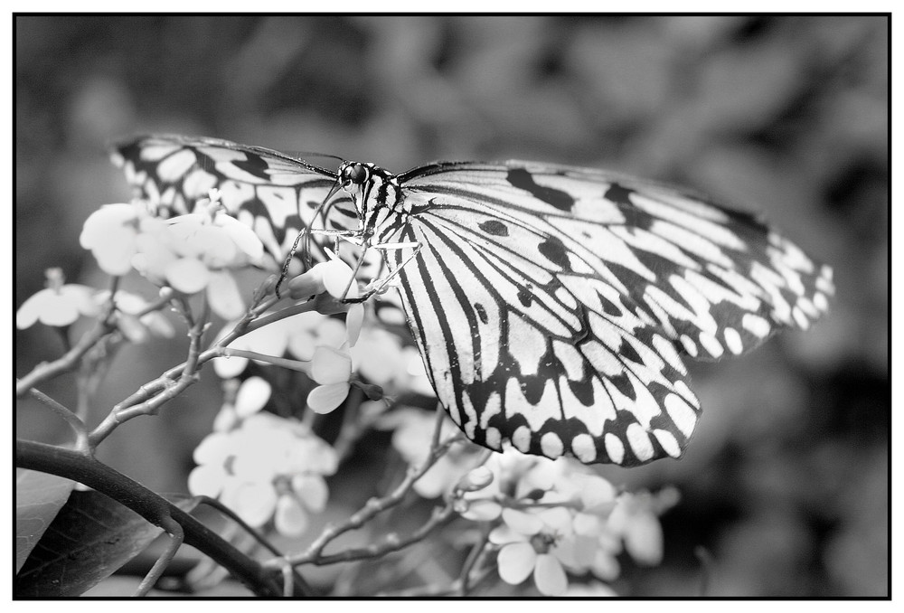 Schwarz-weißer Schmetterling Foto & Bild | tiere, zoo, wildpark &  falknerei, insekten & spinnen Bilder auf fotocommunity