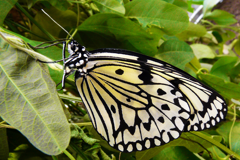 Schwarz-weisser Schmetterling