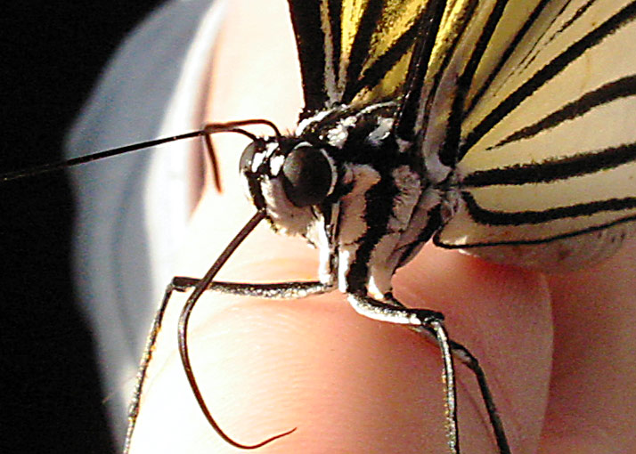 Schwarz-Weißer Schmetterling