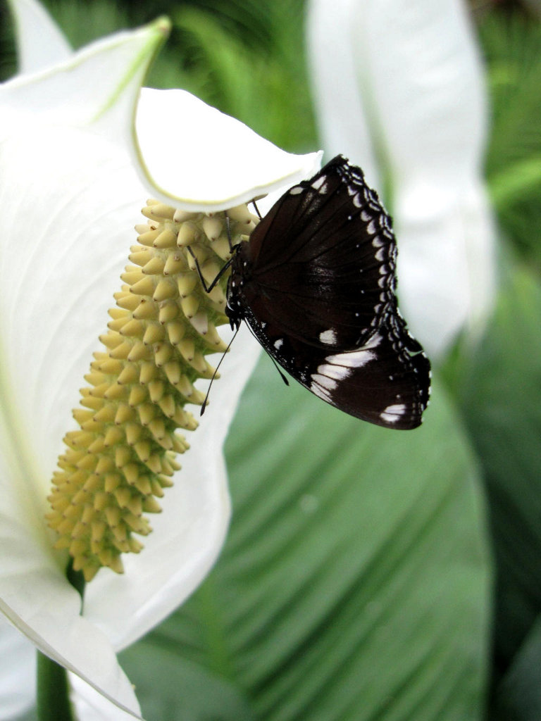 schwarz/ weißer Schmetterling auf Blüte Foto & Bild | tiere, wildlife
