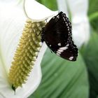 schwarz/ weißer Schmetterling auf Blüte