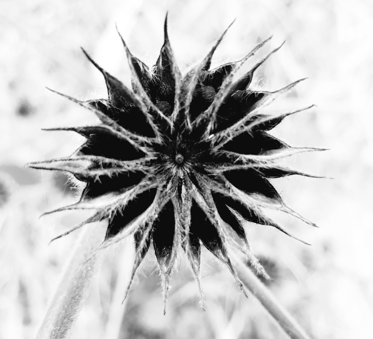 Schwarz-weißer Stern Foto & Bild | sonstiges, projekte, was ist das