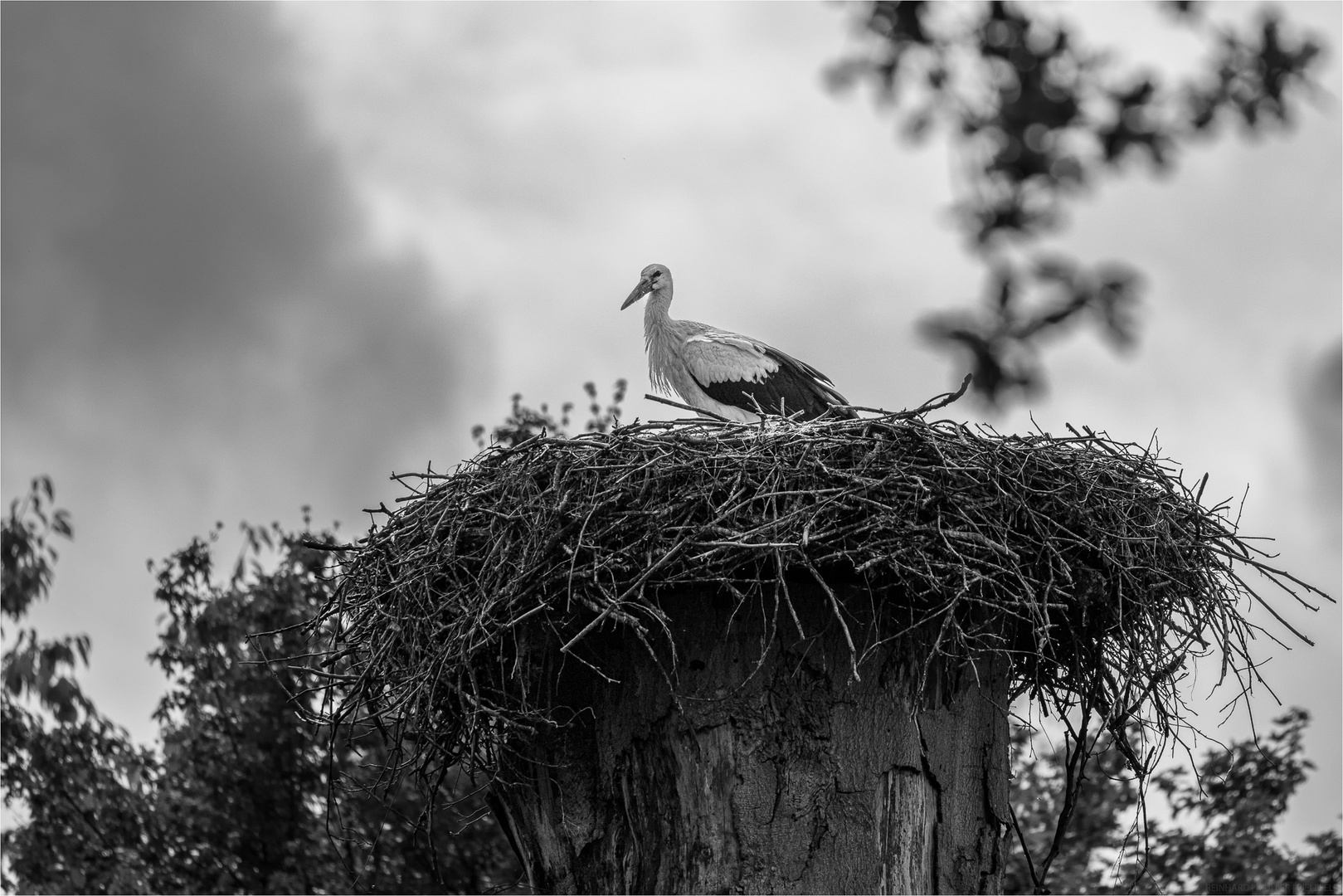  Schwarz-weißer Storch