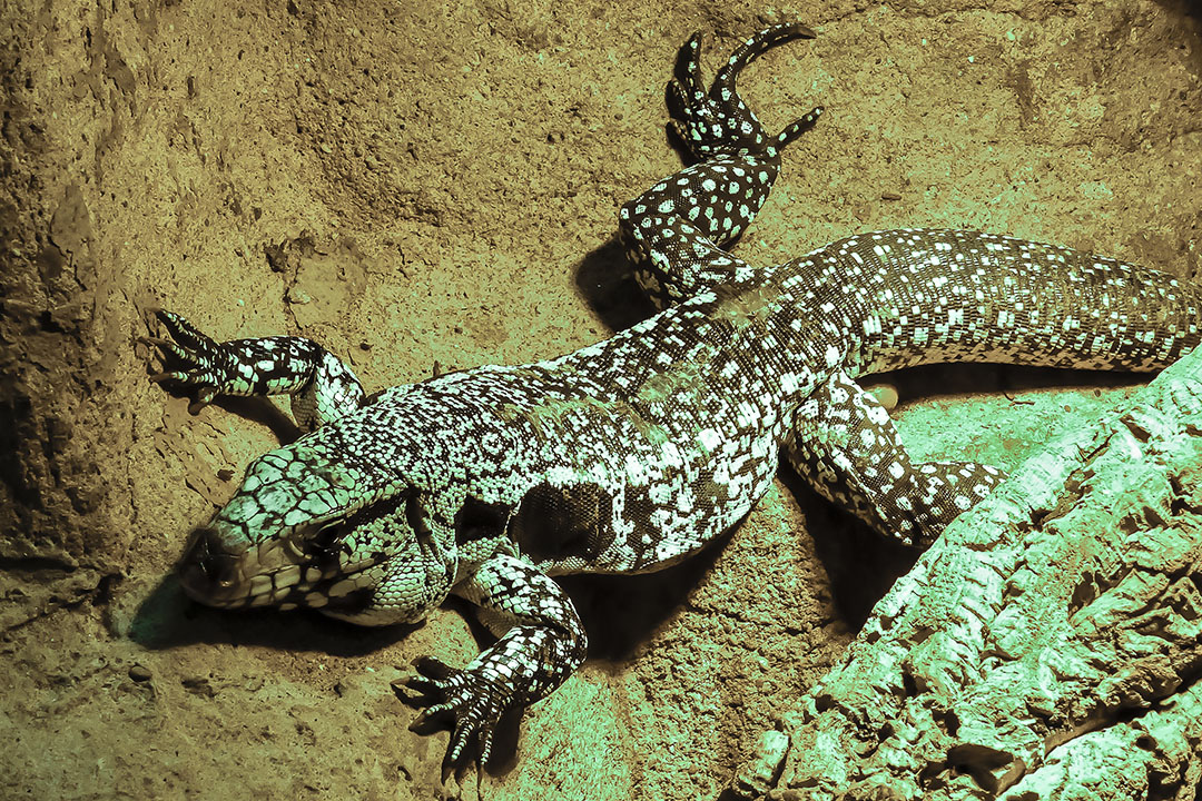 Schwarz-weißer Teju - Terrazoo Rheinberg