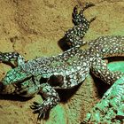 Schwarz-weißer Teju - Terrazoo Rheinberg