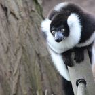 Schwarz-Weißer Vari im Zoo Duisburg im Frühjahr 2014