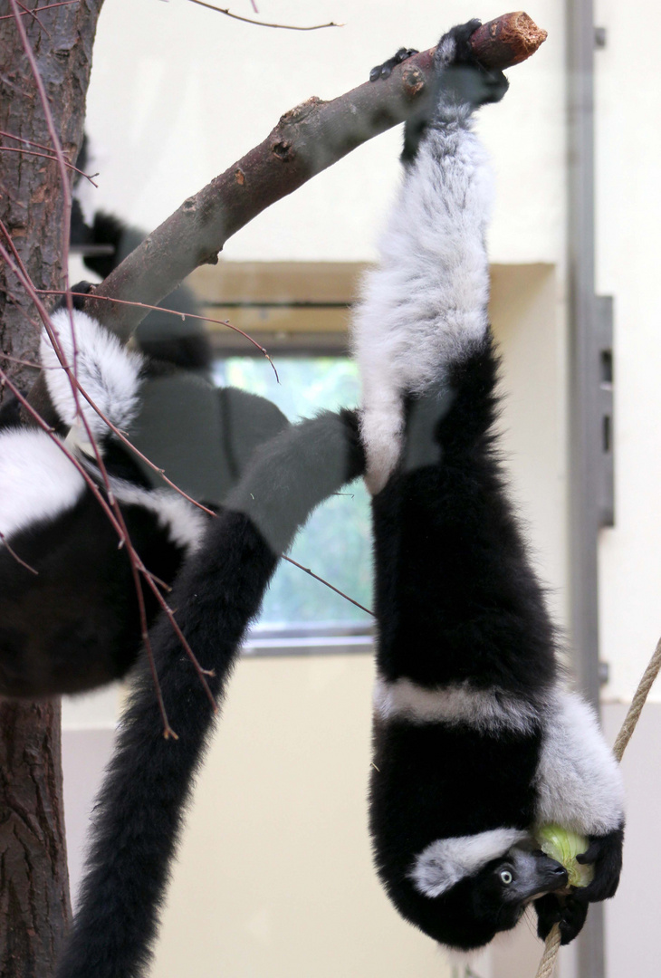 Schwarz weisser Varis im Kölner Zoo