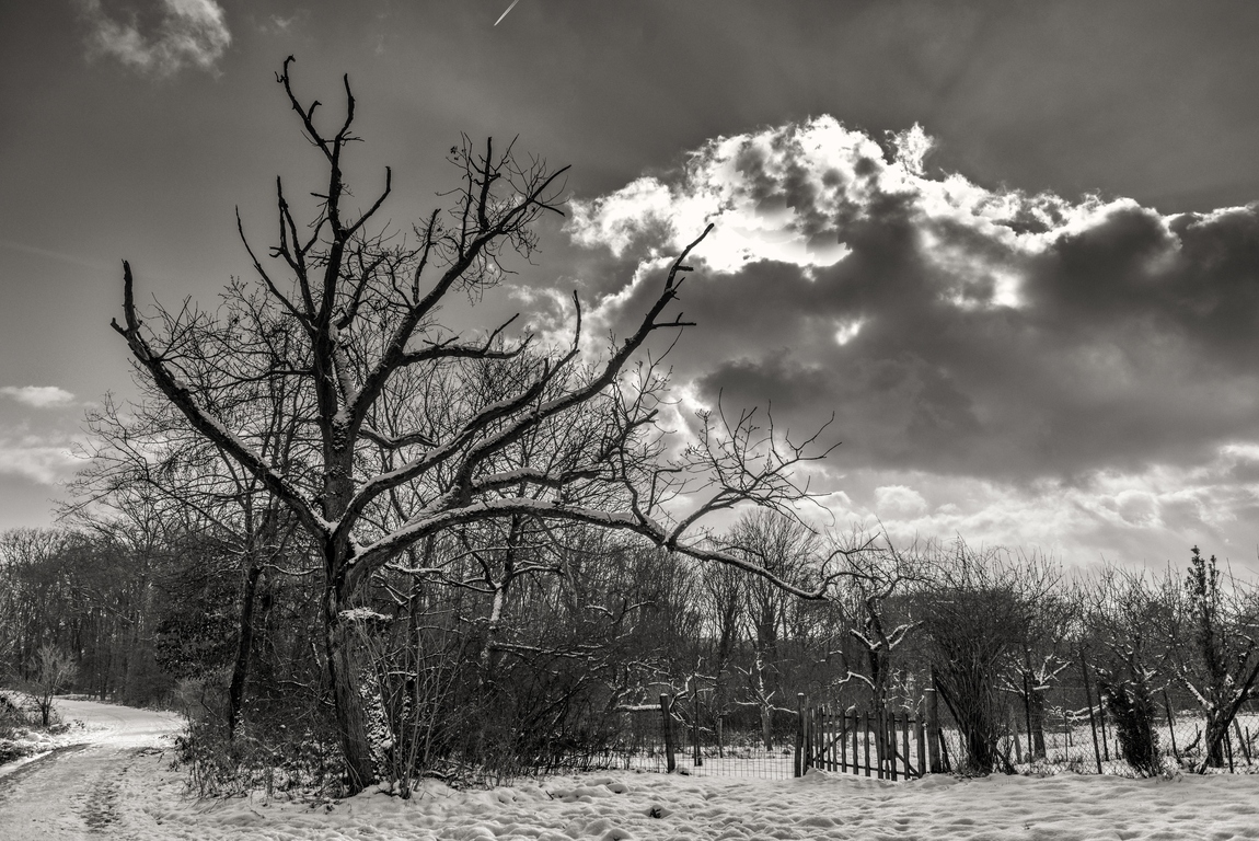 Schwarz-Weißer Winter