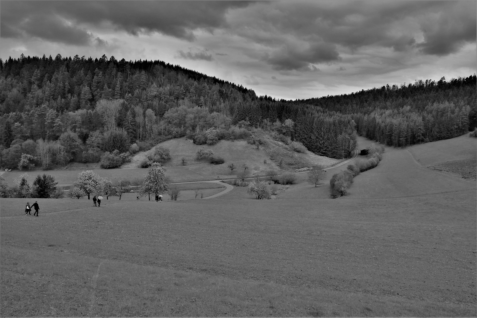 Schwarz(-weiss)wald