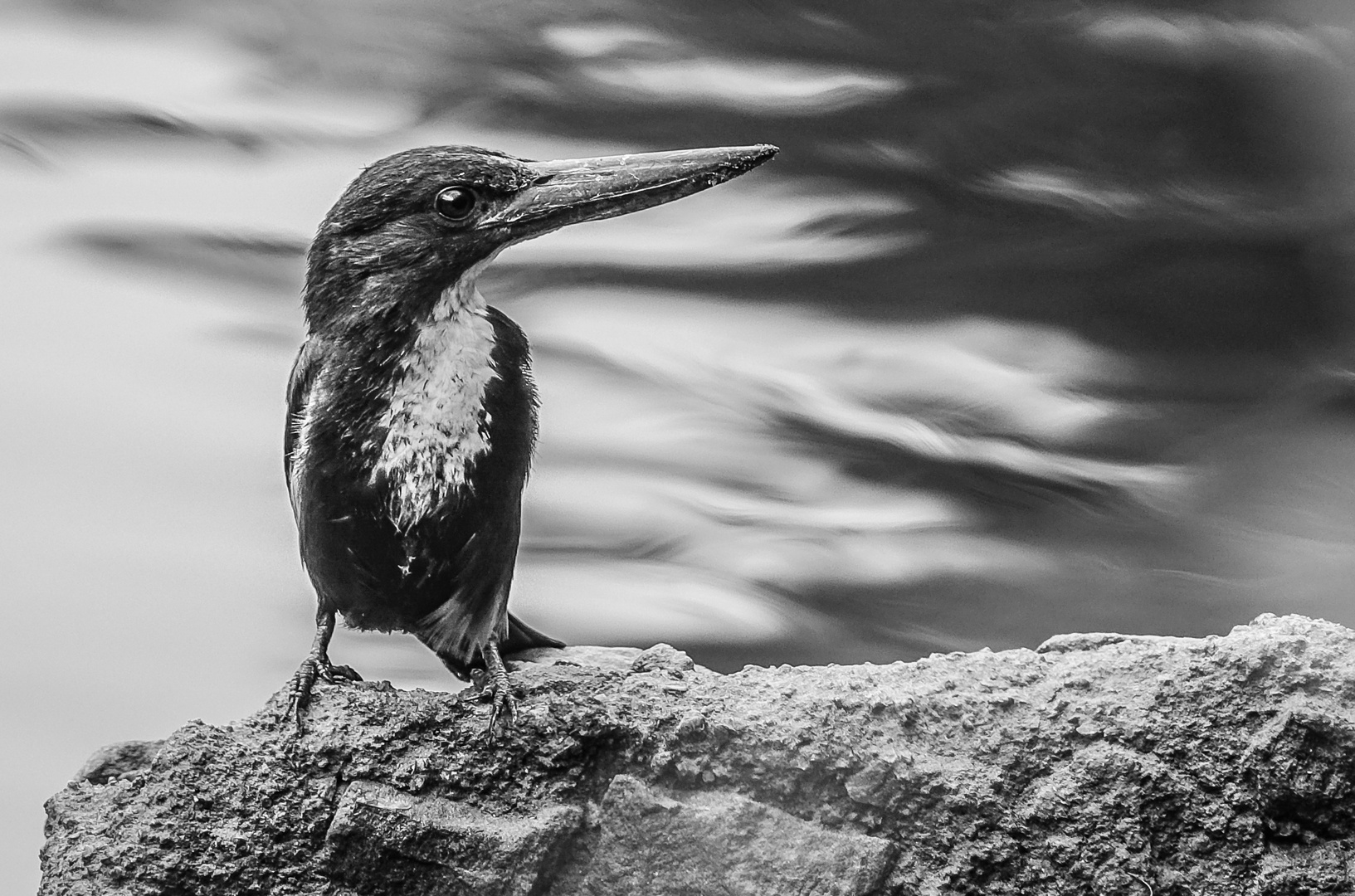 (Schwarz-W)Eisvogel