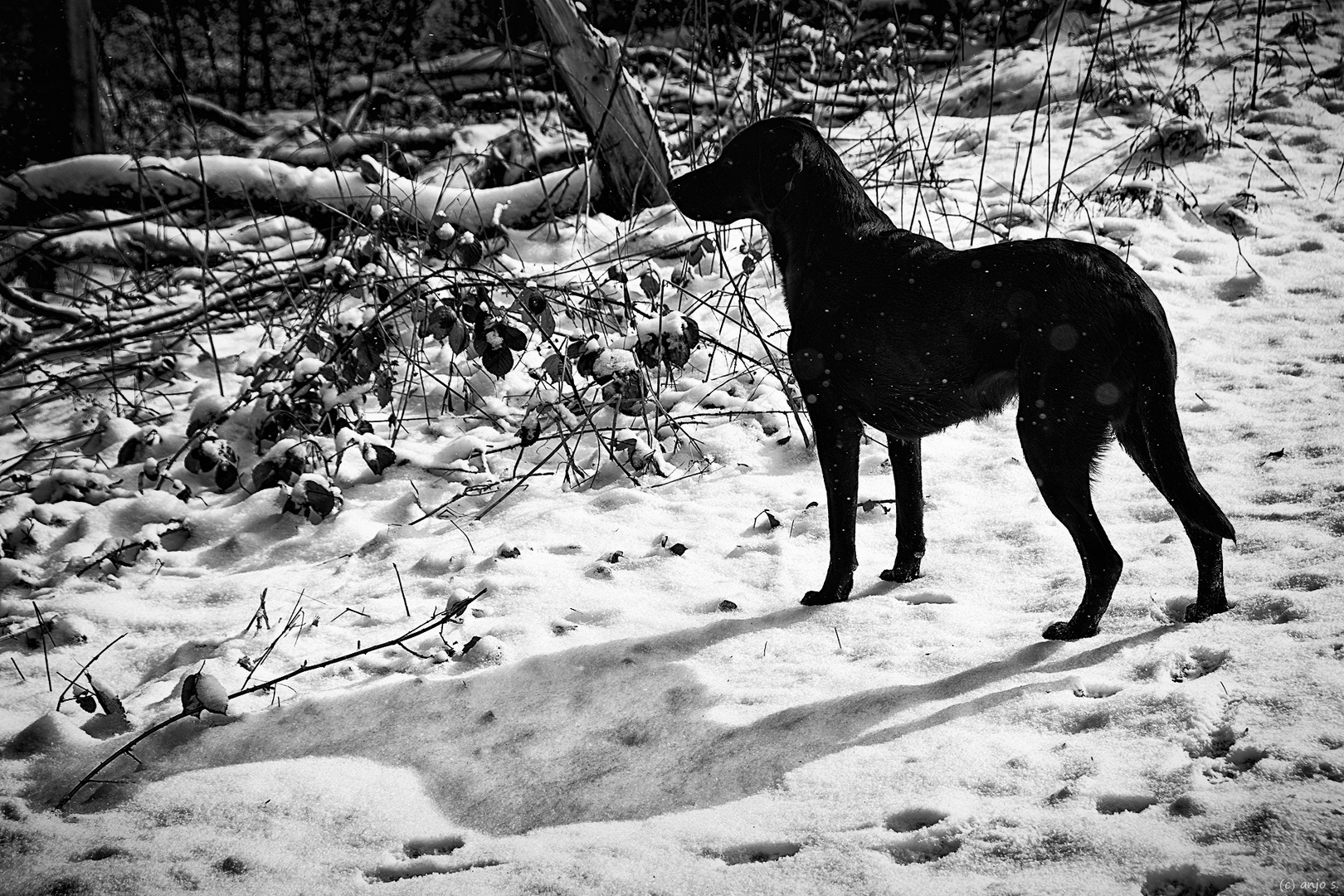 Schwarz wie der Hund weiß wie der Schnee