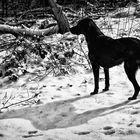 Schwarz wie der Hund weiß wie der Schnee