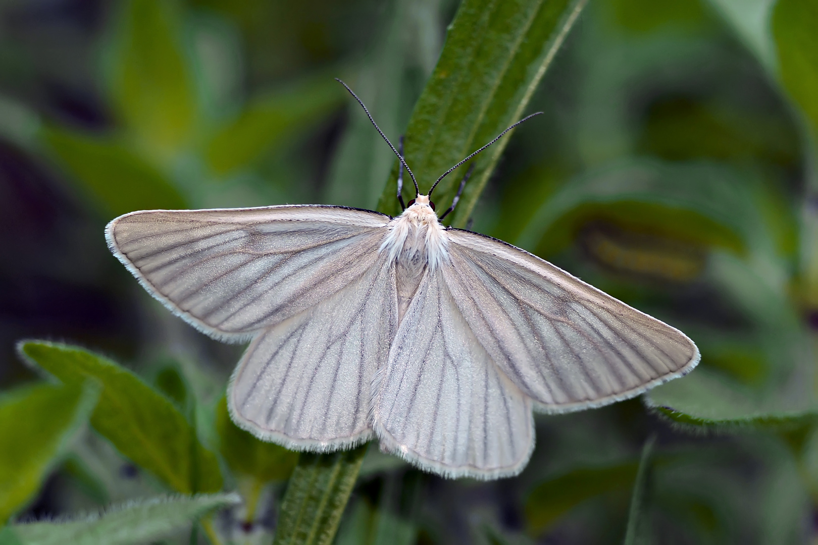 Schwarzaderspanner (Siona lineata) - La Divisée, papillon de nuit.