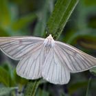 Schwarzaderspanner (Siona lineata) - La Divisée, papillon de nuit.