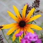 Schwarzäugige Rudbeckie