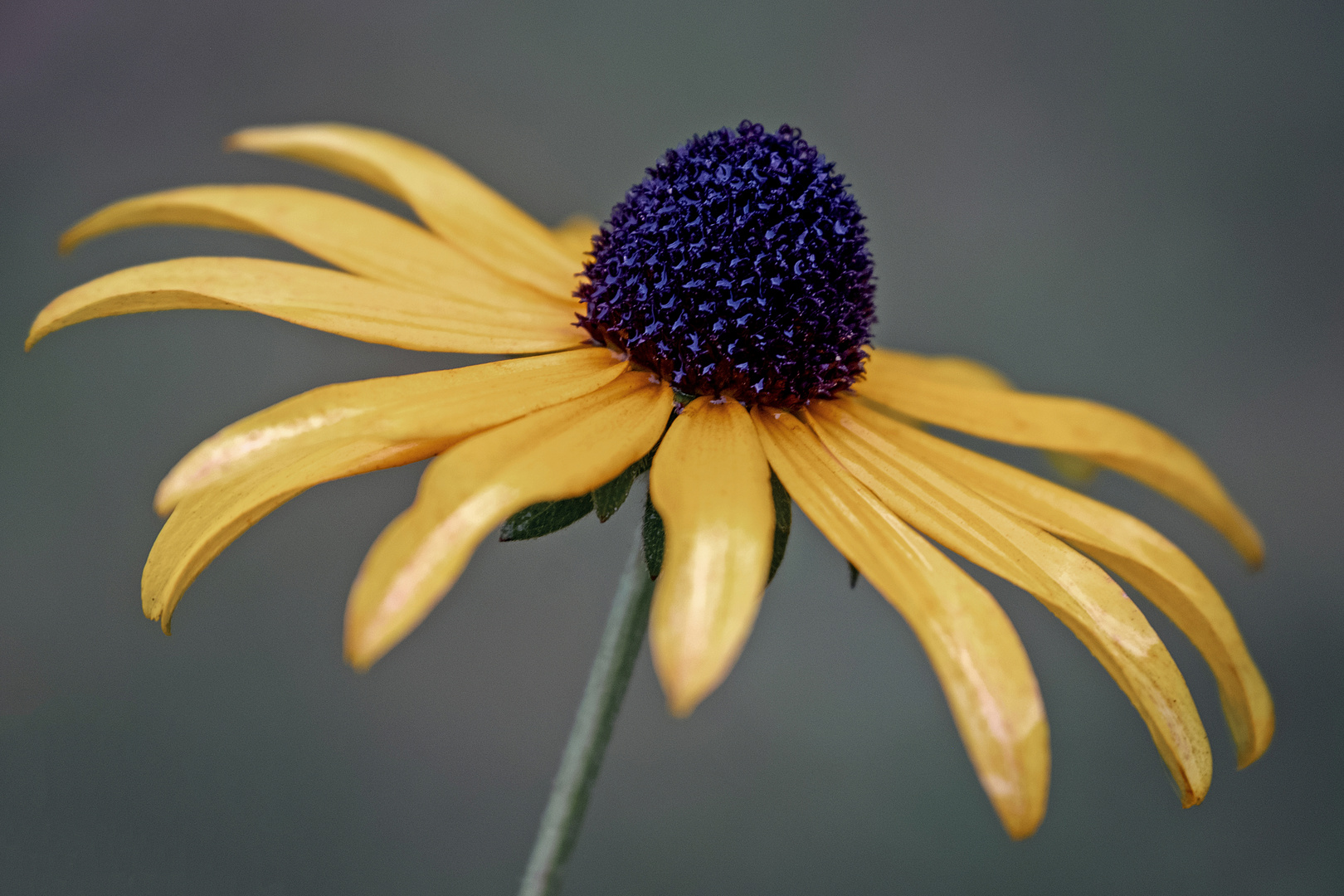 Schwarzäugige Rudbeckie