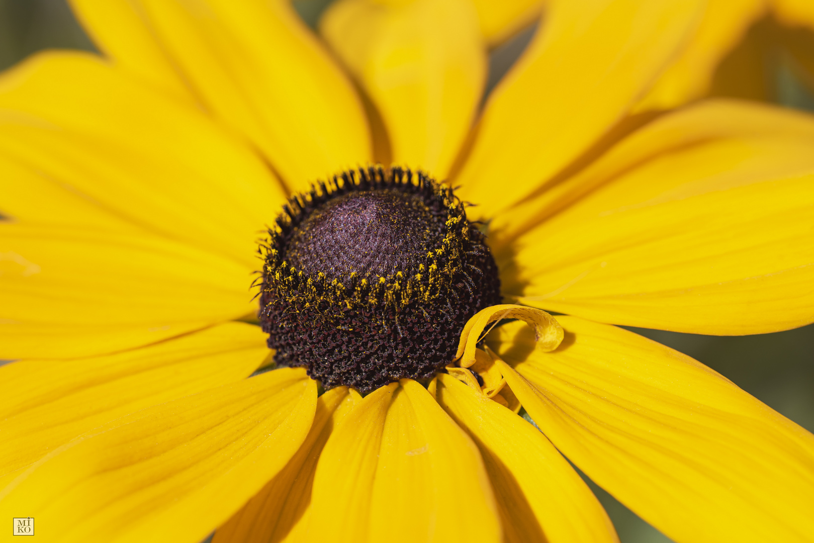 Schwarzäugige Rudbeckie