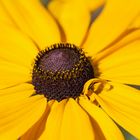 Schwarzäugige Rudbeckie