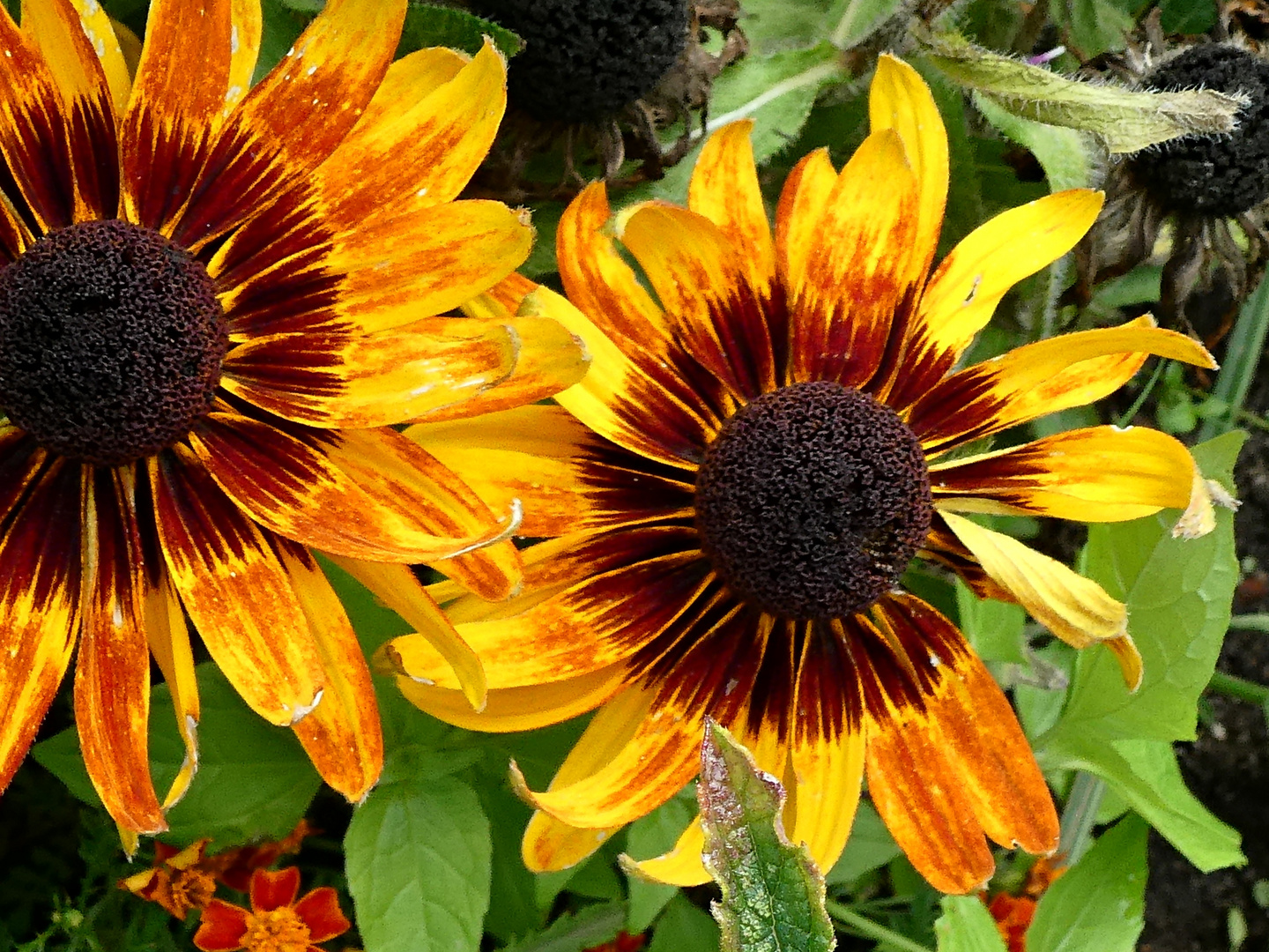 Schwarzäugige Rudbeckie