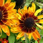 Schwarzäugige Rudbeckie