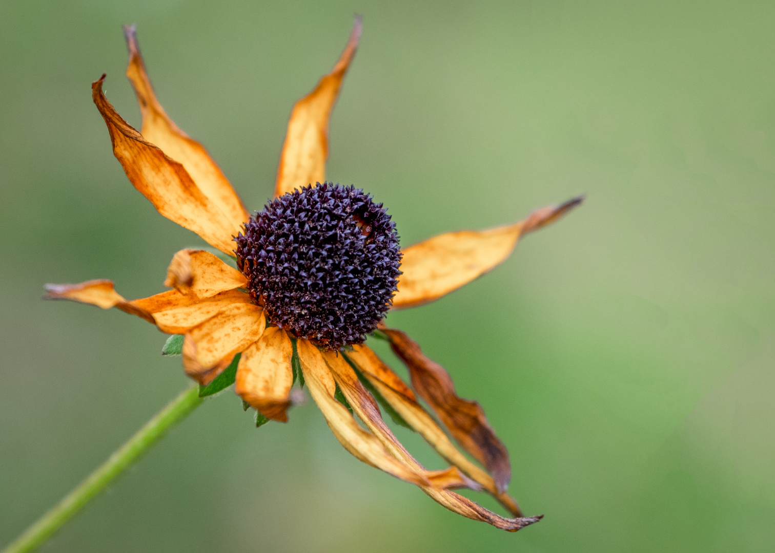 Schwarzäugige Rudbeckie im Herbst 