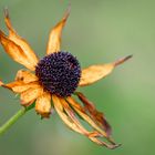 Schwarzäugige Rudbeckie im Herbst 