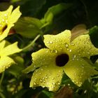 Schwarzäugige Susanne (Thunbergia alata)