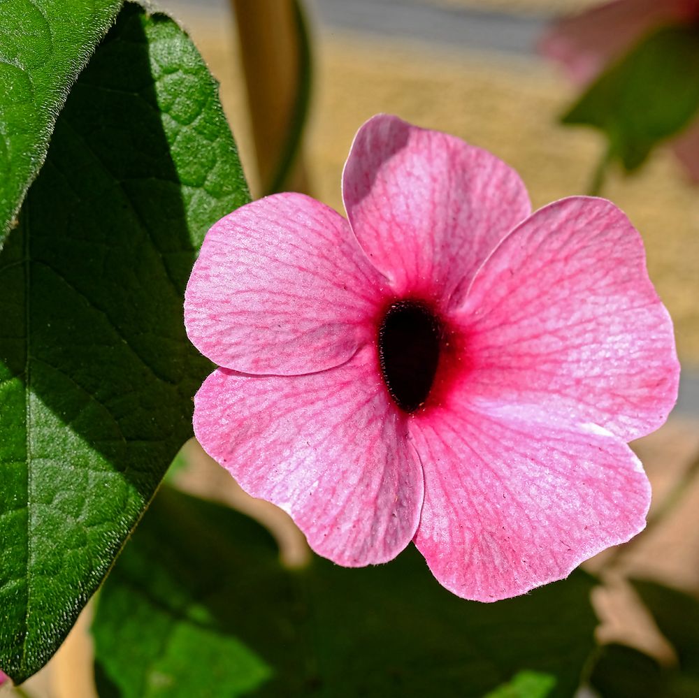 Schwarzäugige Susanne (Thunbergia alata)