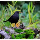 - Schwarzamsel männl. - ( Turdus merula )