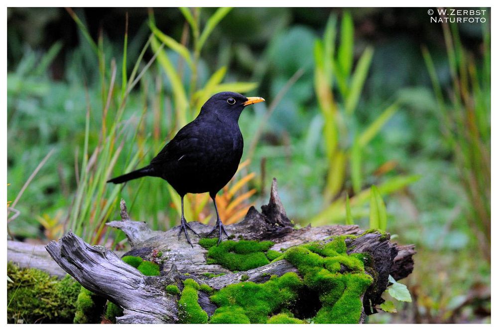 - Schwarzamsel männl. - ( Turdus merula )