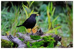 - Schwarzamsel männl. - ( Turdus merula )