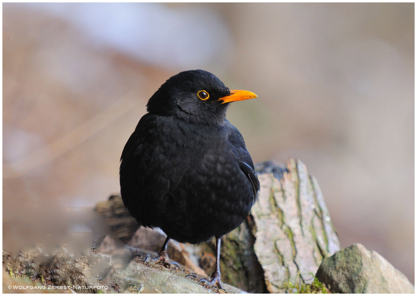 --- Schwarzamsel   ---   (Turdus merula )