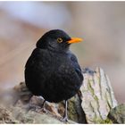 --- Schwarzamsel   ---   (Turdus merula )