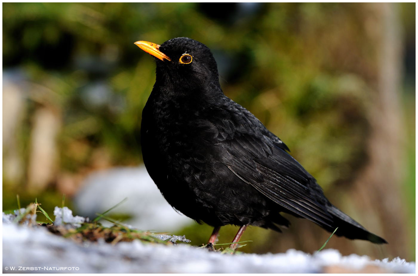 --- Schwarzamsel --- ( Turdus merula )