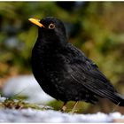 --- Schwarzamsel --- ( Turdus merula )