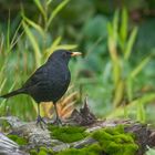 --- Schwarzamsel ---   ( Turdus merula )