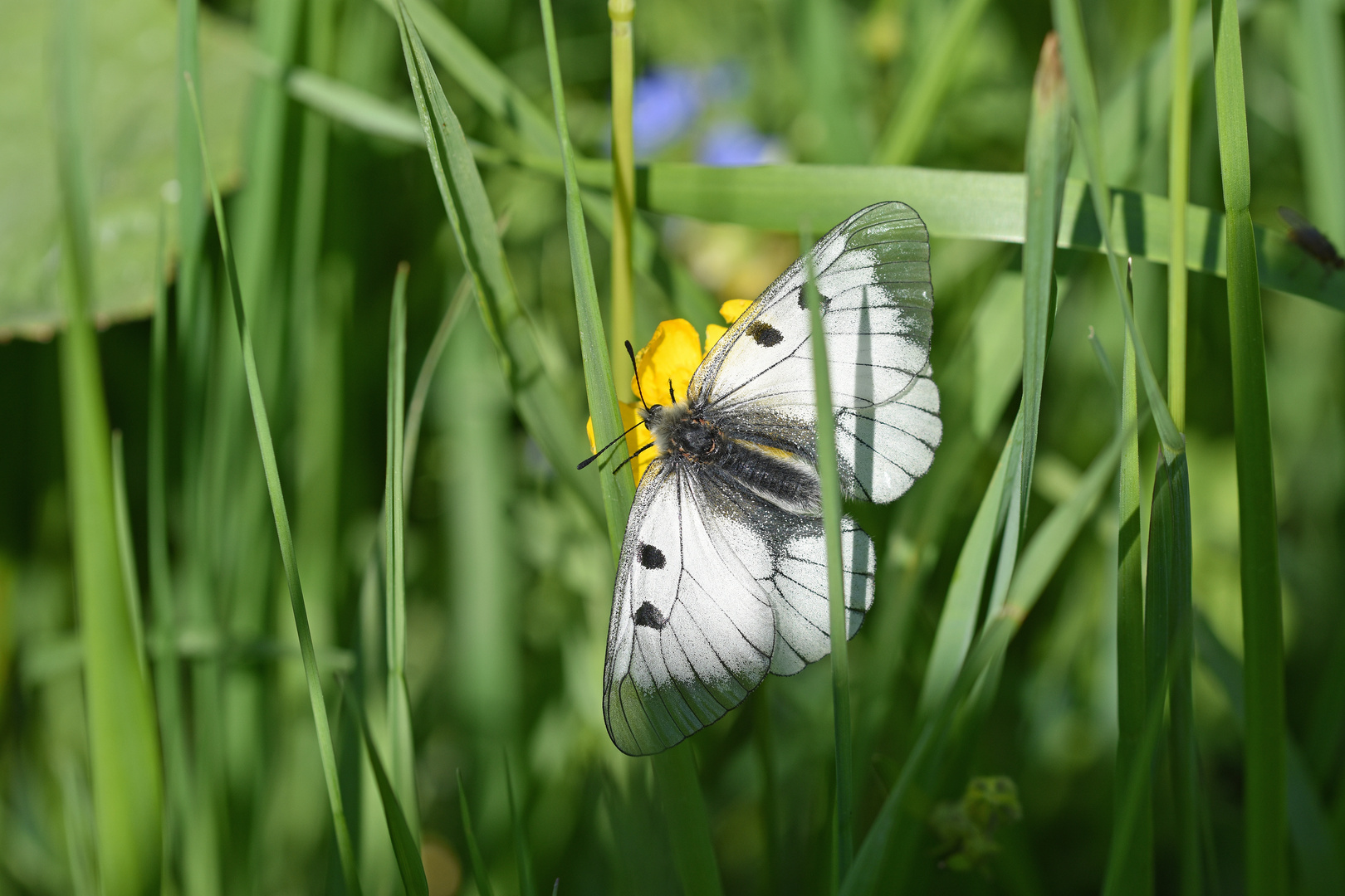 Schwarzapollo (Parnassius mnemosyne); Nr. 2