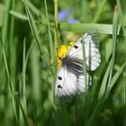 Schwarzapollo (Parnassius mnemosyne); Nr. 2