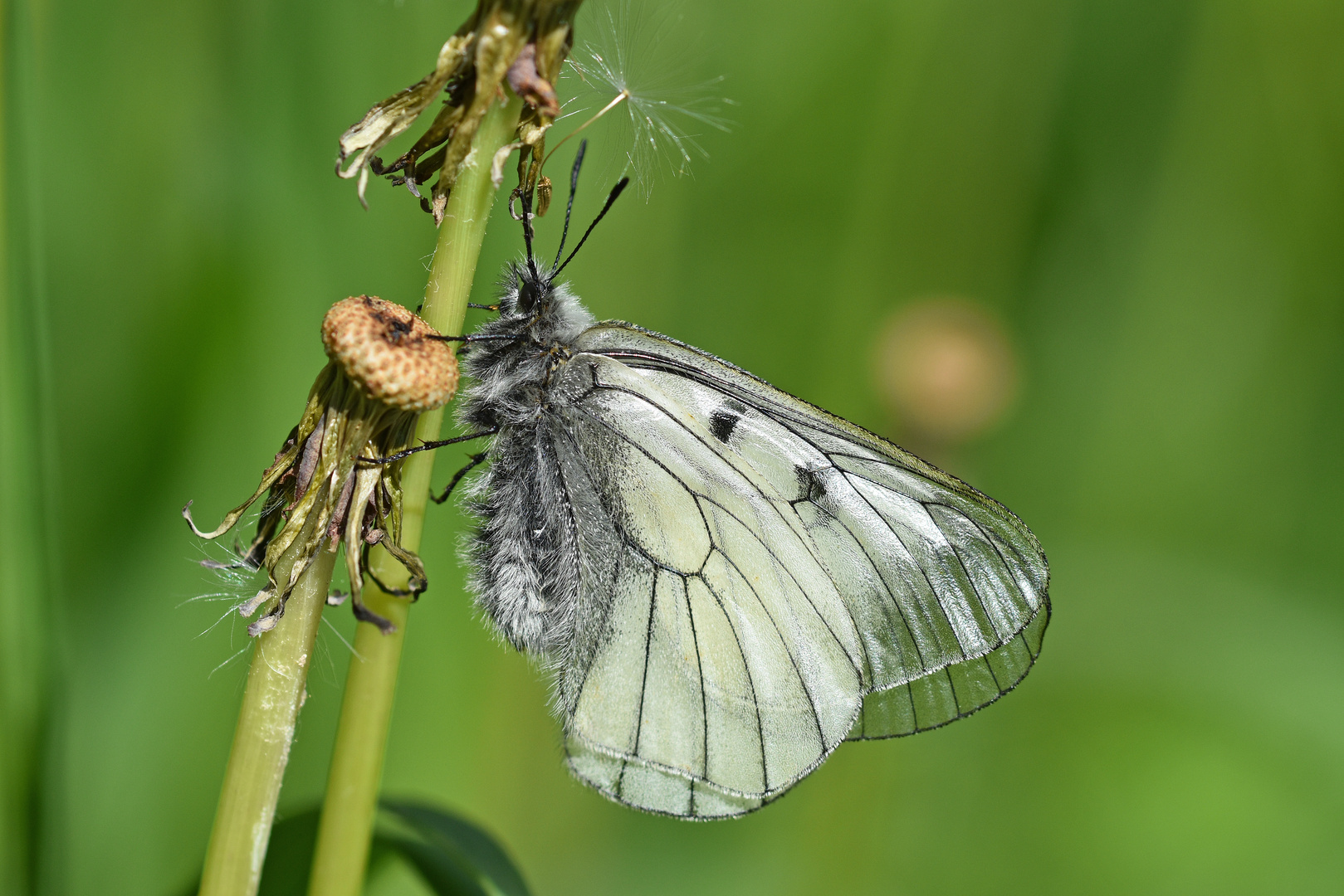 Schwarzapollo (Parnassius mnemosyne); Nr. 3