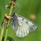 Schwarzapollo (Parnassius mnemosyne); Nr. 3