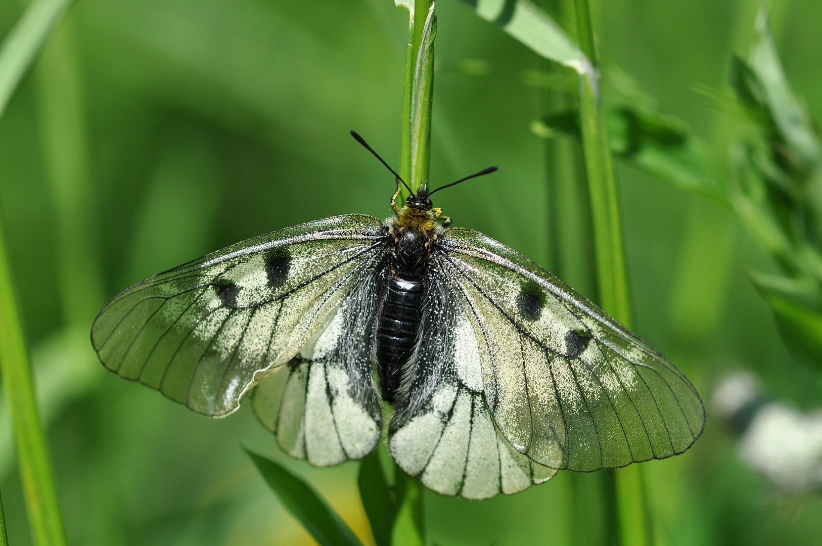 Schwarzapollo (Parnassius mnemosyne; Weibchen)