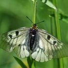 Schwarzapollo (Parnassius mnemosyne; Weibchen)