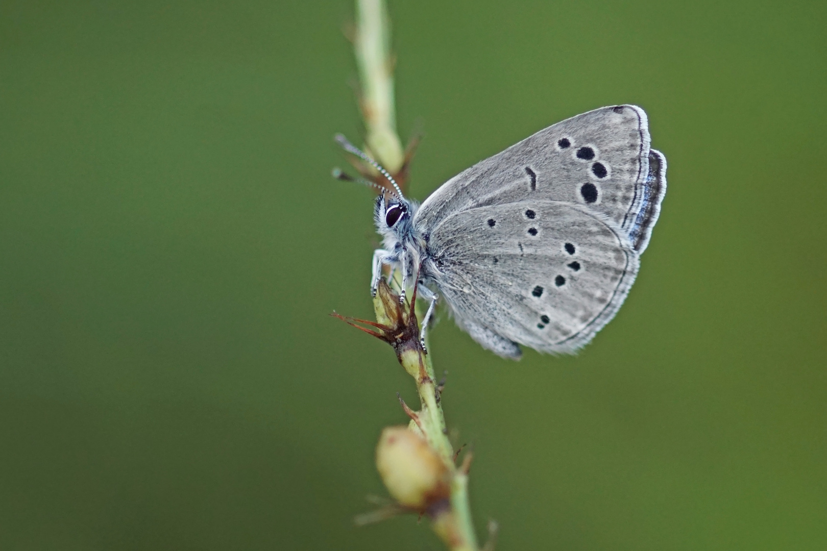 Schwarzauge (Glaucopsyche melanops)