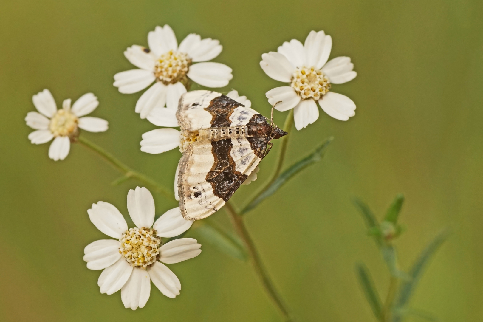 Schwarzaugen-Bindenspanner (Cosmorhoe ocellata)